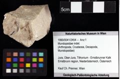 Foto (Objket + Etiketten) von Mundopsidae indet. 